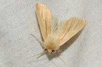 Mythimna pallens