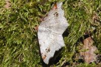Macaria alternata