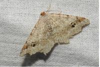 Macaria alternata