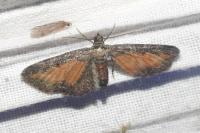 Eupithecia icterata