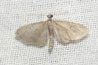 Eupithecia