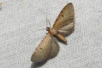 Eupithecia absinthiata