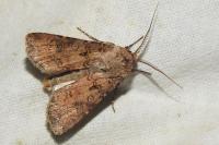 Agrotis segetum