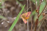 Lythria cruentaria