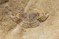 Stegania trimaculata