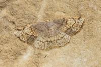 Stegania trimaculata