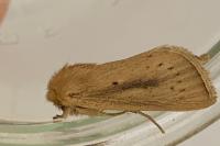Sesamia nonagrioides