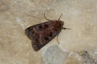 Xestia stigmatica