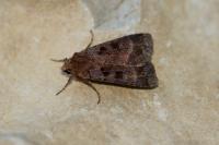 Xestia stigmatica
