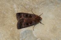 Xestia stigmatica
