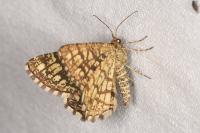 Chiasmia clathrata