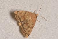 Cosmia trapezina