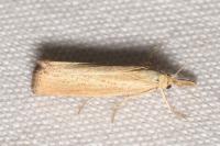 Agriphila straminella
