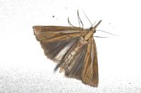 Agriphila tristella
