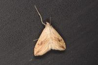 Evergestis forficalis