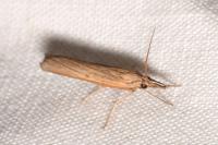Pediasia luteella