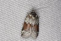 Nycteola siculana