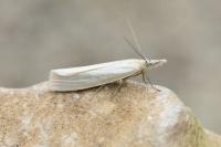 Crambus perlellus