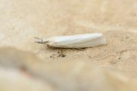 Crambus perlellus