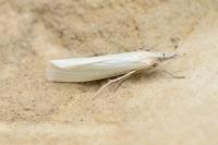 Crambus perlellus