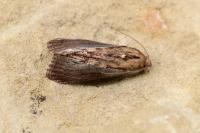 Galleria mellonella
