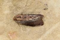Galleria mellonella
