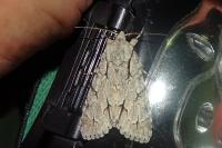 Acronicta psi/tridens