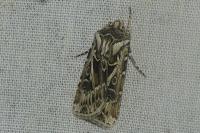 Agrotis vestigialis