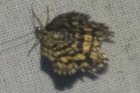 Chiasmia clathrata