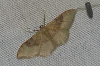 Idaea degeneraria