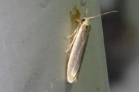 Indalia pygmaeola pallifrons