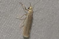 Indalia pygmaeola pallifrons
