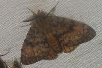 Lymantria dispar