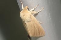 Mythimna pallens
