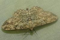 Peribatodes rhomboidaria rhomboidaria