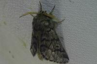 Thaumetopoea pityocampa