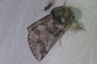 Thaumetopoea processionea