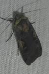 Xestia c-nigrum