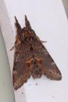 Notodonta dromedarius