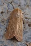 Mythimna pallens