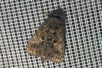 Aedia leucomelas