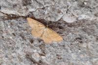 Idaea serpentata