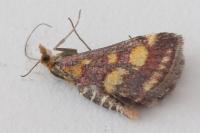 Pyrausta purpuralis