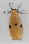 Lithosia quadra