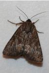 Thalpophila matura