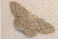 Scopula incanata