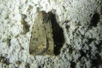 Caradrina clavipalpis