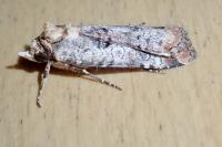 Epilecta linogrisea