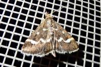 Pyrausta nigrata