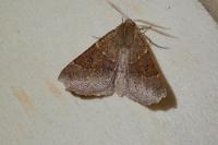 Crocallis dardoinaria